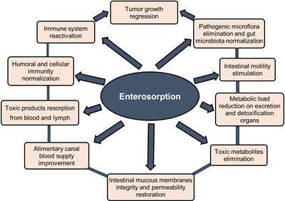 Enterosorption may contribute to the reactivation of anticancer immunity and be an effective approach to tumor growth control